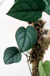 Anadendrum cordatum